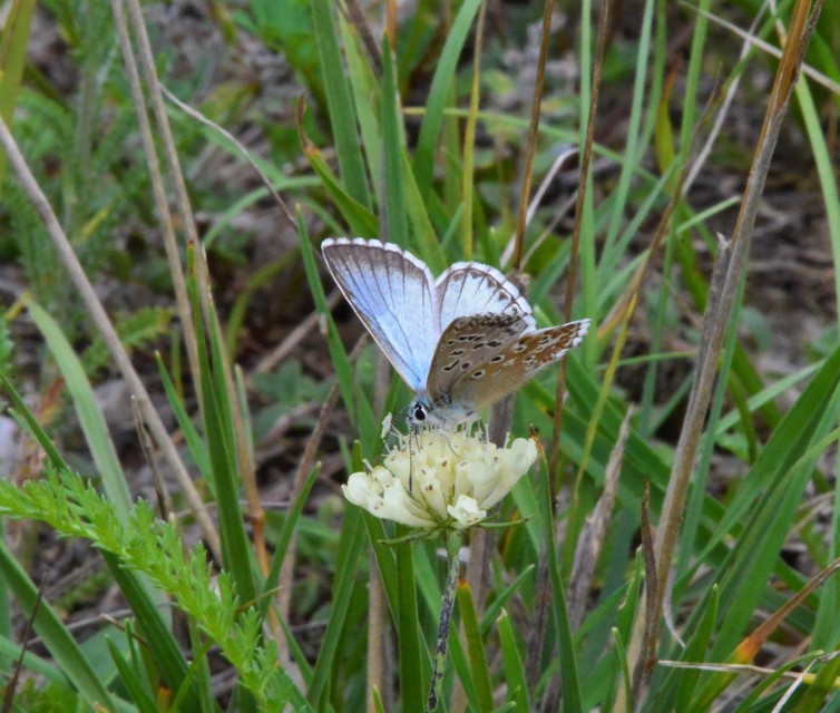Polyommatus coridon - ezüstkék boglárka