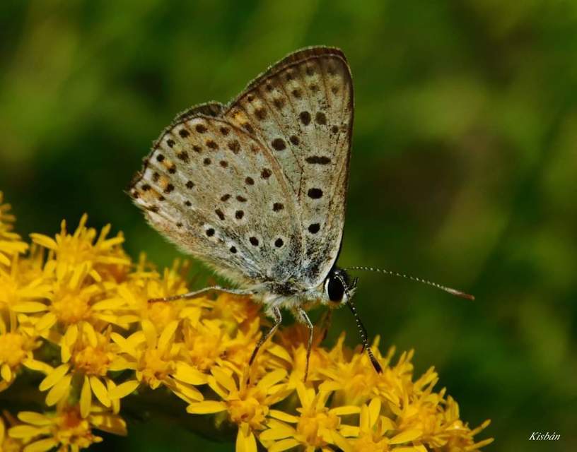 Lycaena tityrus - barna tűzlepke Lycaena tityrus - barna tűzlepke