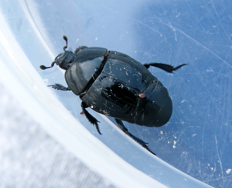 Margarinotus brunneus