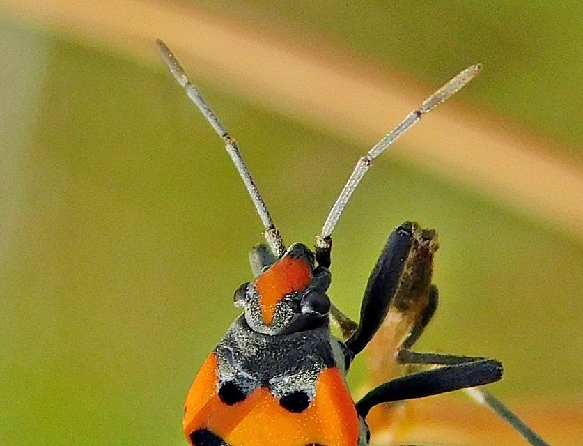 Lygaeus simulans - hamis lovagbodobács