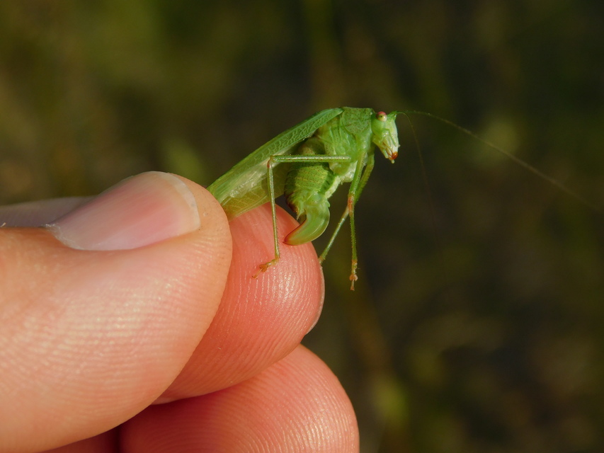 Phaneroptera nana - pontozott repülőszöcske
