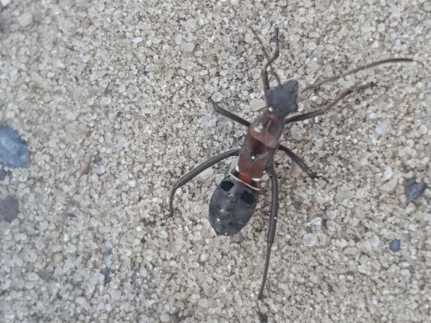 Alydus calcaratus - szőrös tövispoloska