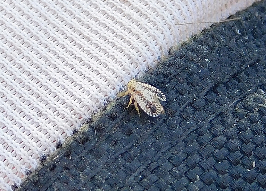 Trypetimorpha occidentalis