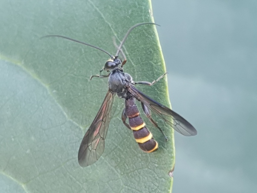 Metopius fuscipennis