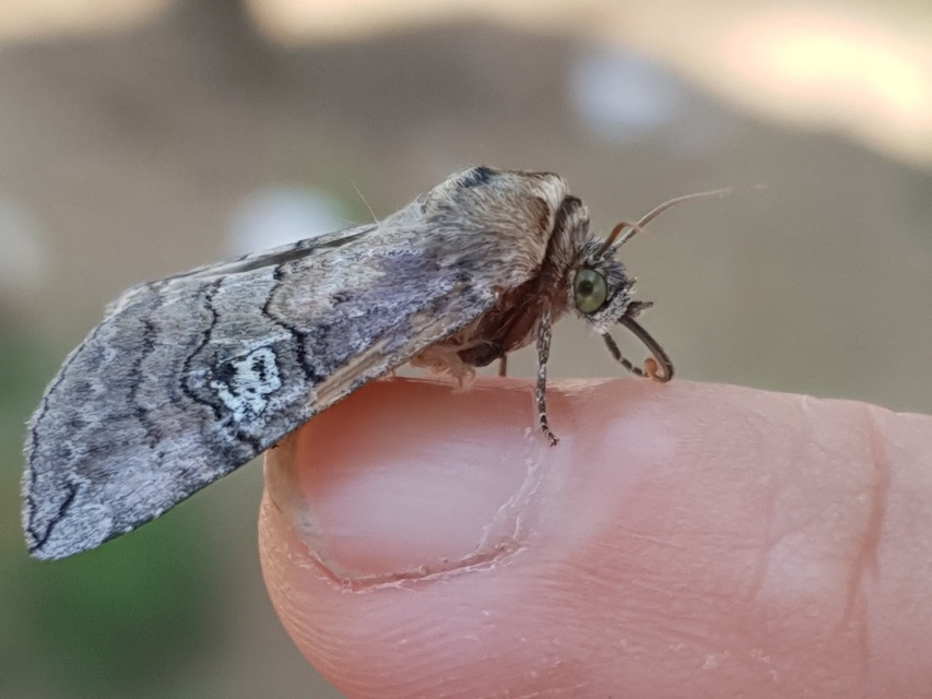 Tethea ocularis - pápaszemes pihésszövő