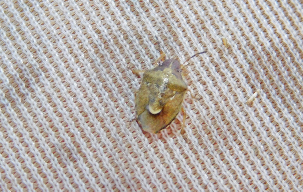 Rubiconia intermedia - bronzos címerespoloska Rubiconia intermedia - bronzos címerespoloska