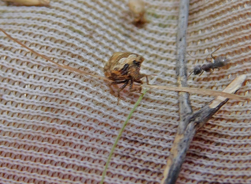Vilpianus galii Vilpianus galii