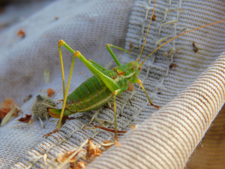 Leptophyes albovittata - közönséges virágszöcske