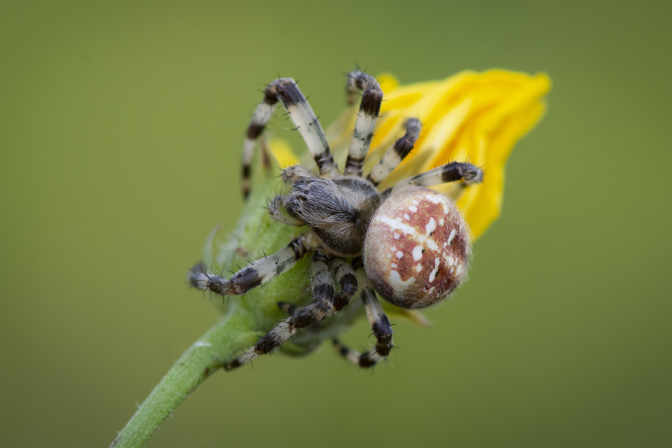 Araneus quadratus - négyes keresztespók