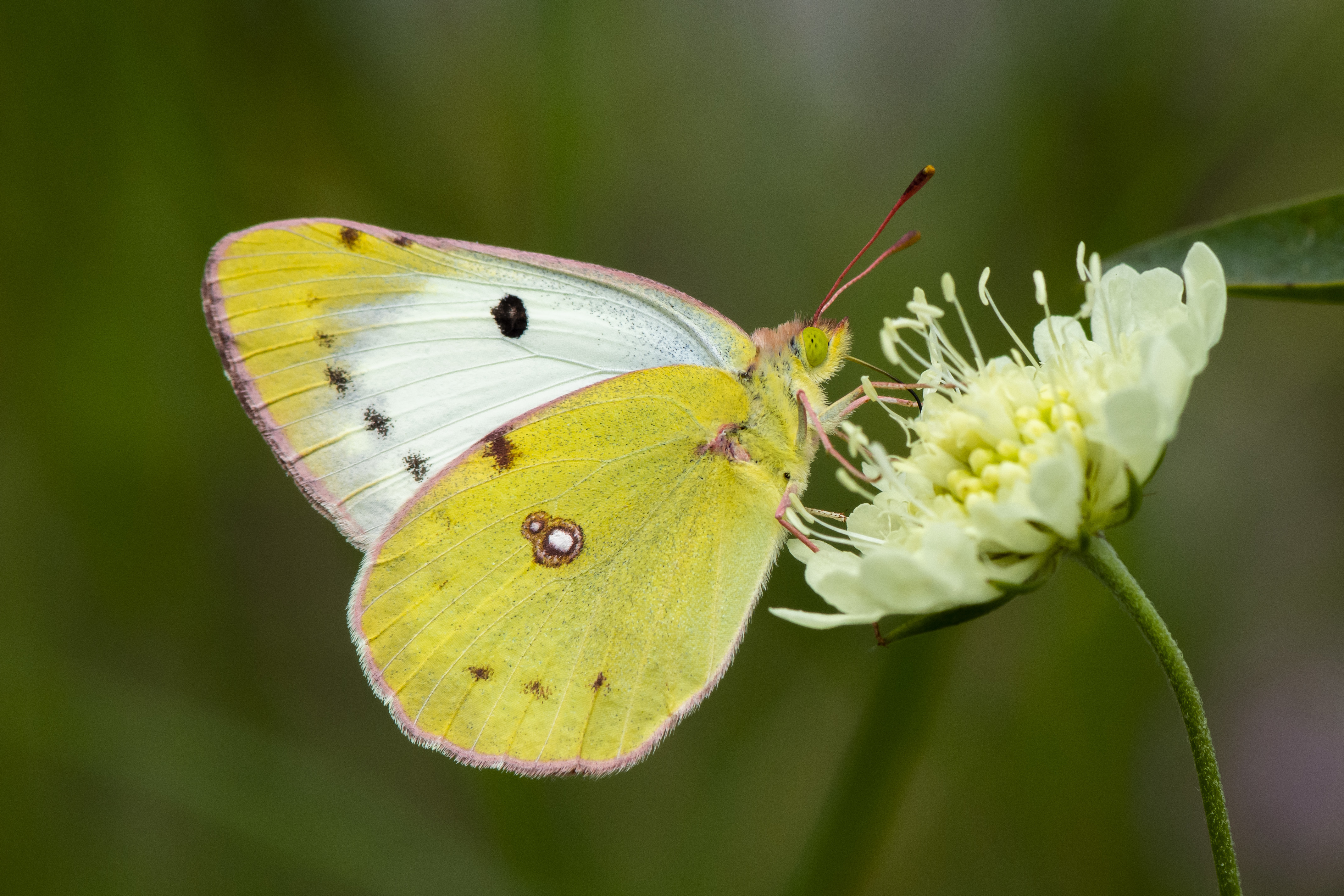 Colias alfacariensis - déli kéneslepke