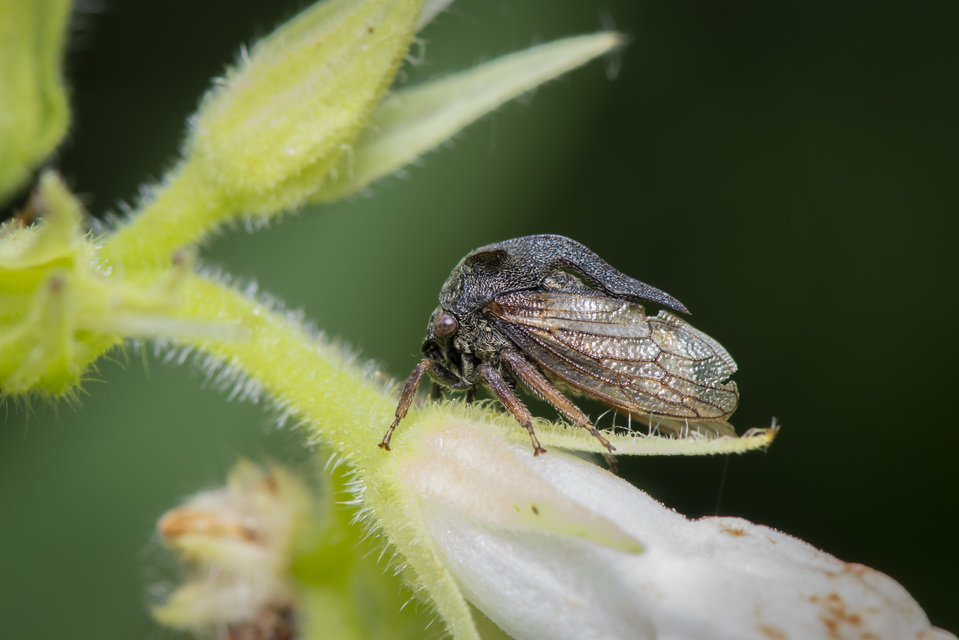 Centrotus cornutus - szarvaskabóca