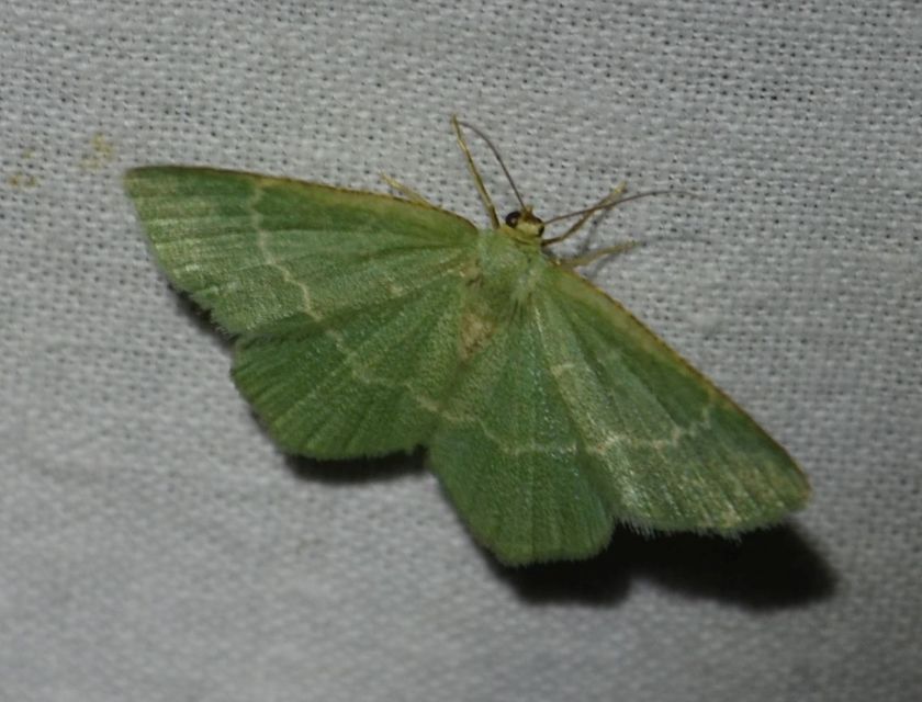 Chlorissa cloraria - sárgászöld araszoló