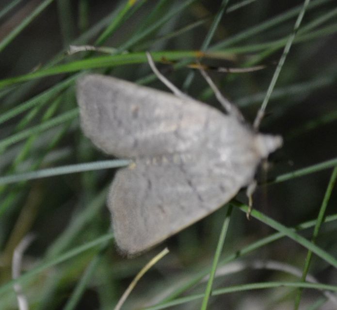 Platyperigea aspersa - homokszínű selymesbagoly