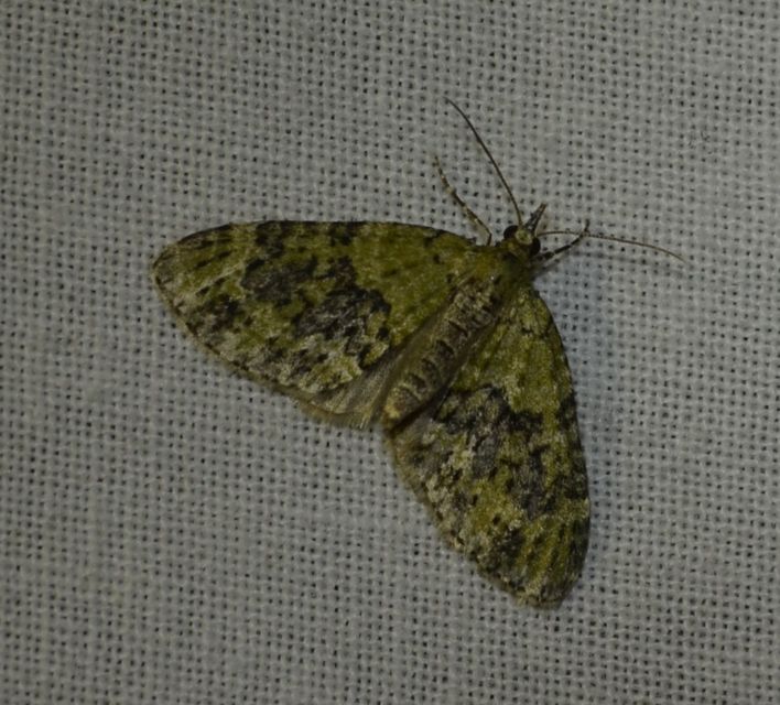 Acasis viretata - feketezöld araszoló