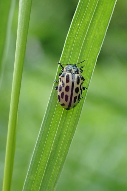 Chrysomela vigintipunctata - húszfoltos fűzlevelész Chrysomela vigintipunctata - húszfoltos fűzlevelész