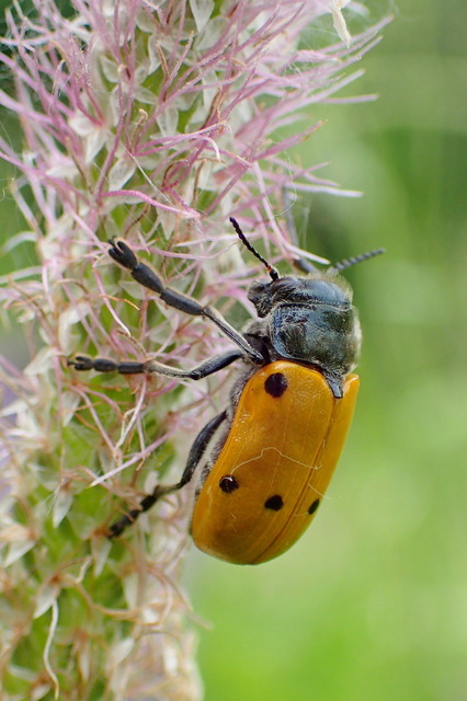 Lachnaia sexpunctata - szőrösnyakú zsákhordóbogár