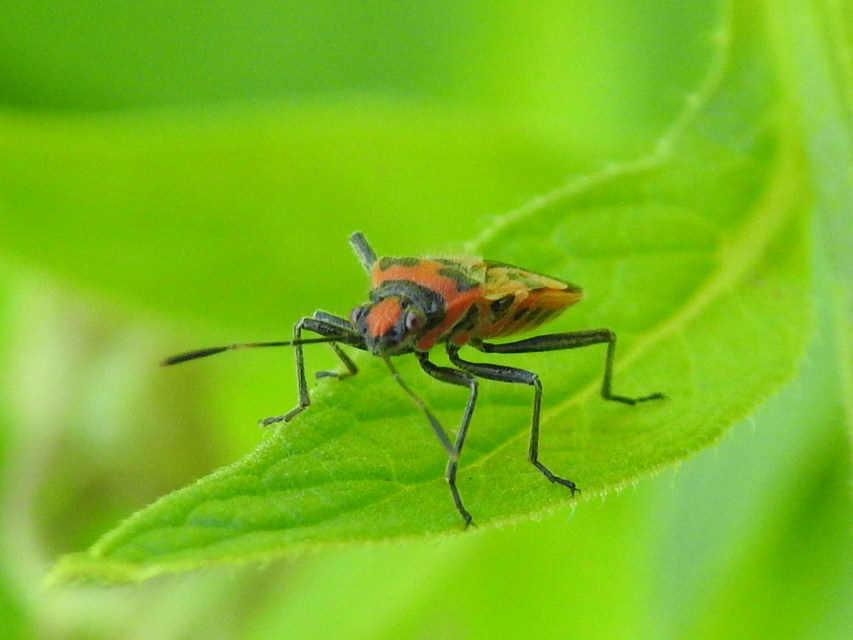 Corizus hyoscyami - piros karimáspoloska