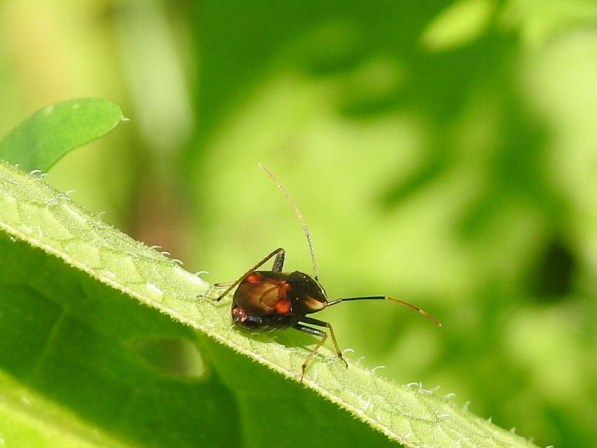 Adelphocoris seticornis - szegélyes mezeipoloska