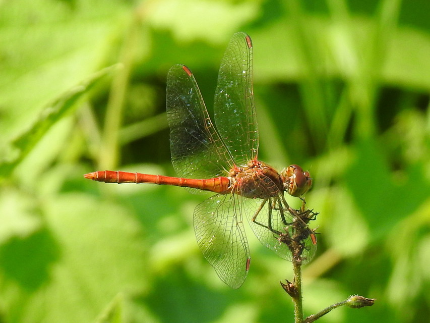 Sympetrum meridionale - fakó katona-szitakötő
