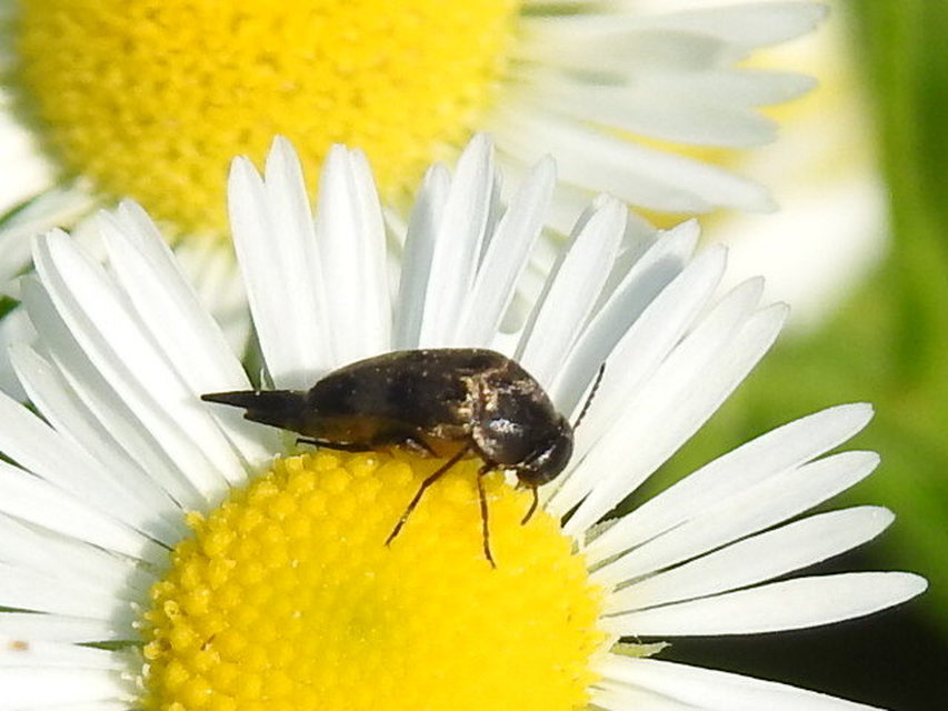 Variimorda villosa - szalagos maróka