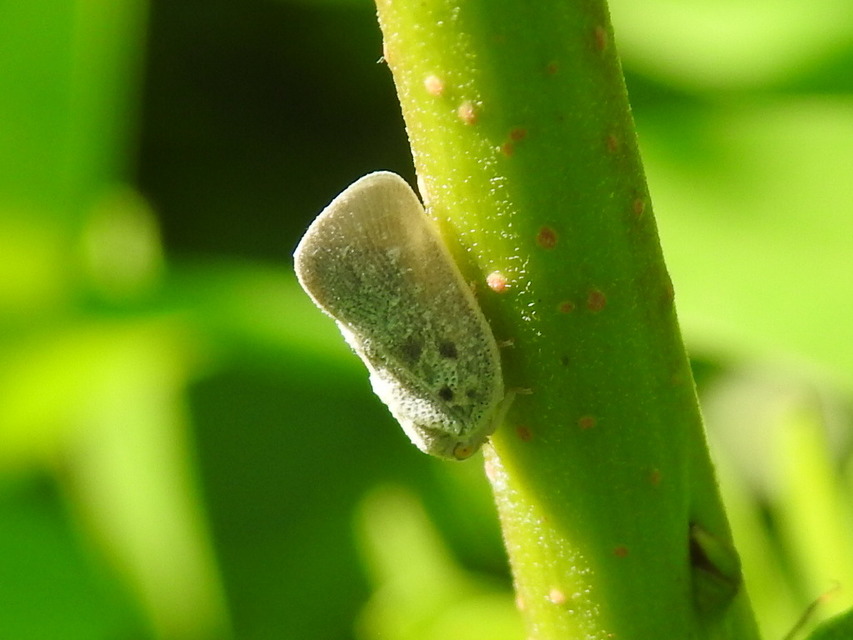 Metcalfa pruinosa - amerikai lepkekabóca