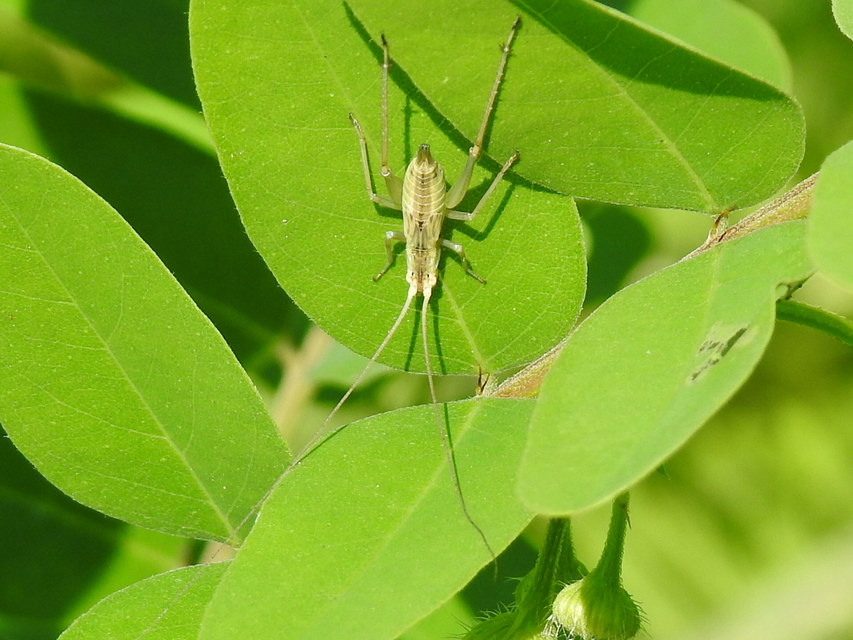 Oecanthus pellucens - pirregőtücsök