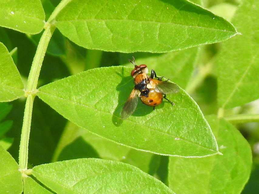 Gymnosoma