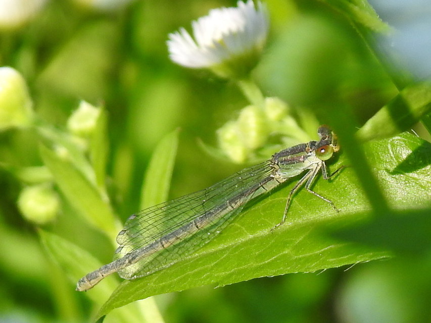 Erythromma viridulum - kis pirosszemű-légivadász