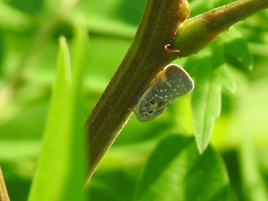 Metcalfa pruinosa - amerikai lepkekabóca