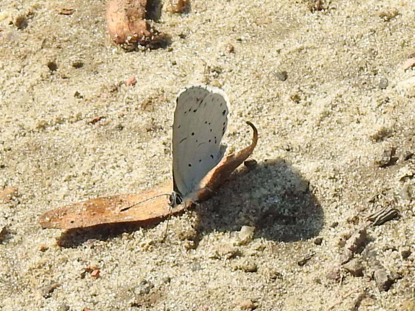 Celastrina argiolus - bengeboglárka