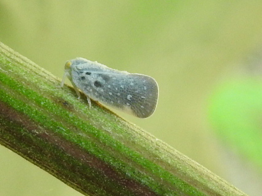 Metcalfa pruinosa - amerikai lepkekabóca