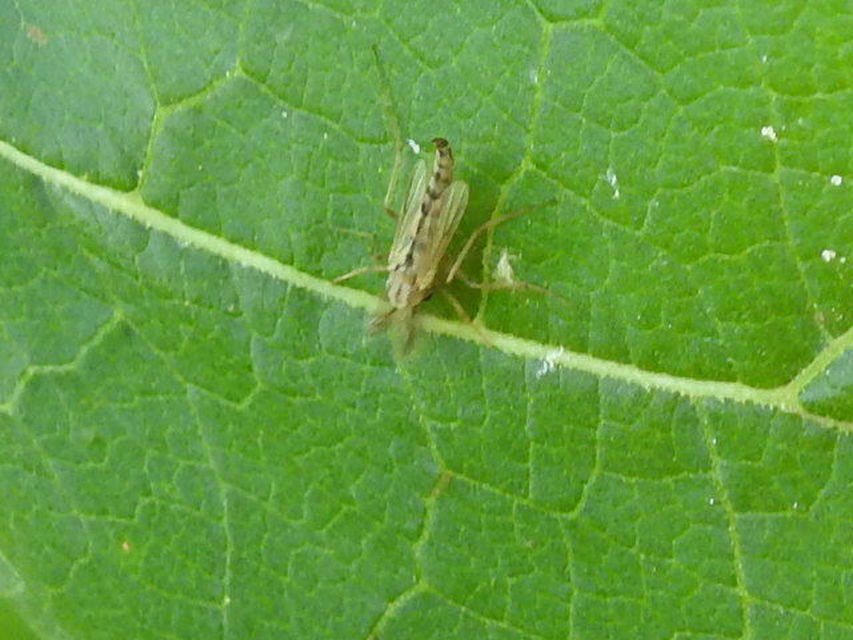 Chironomini