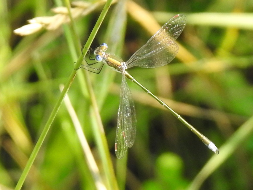 Lestes virens vestalis - kis rablószitakötő