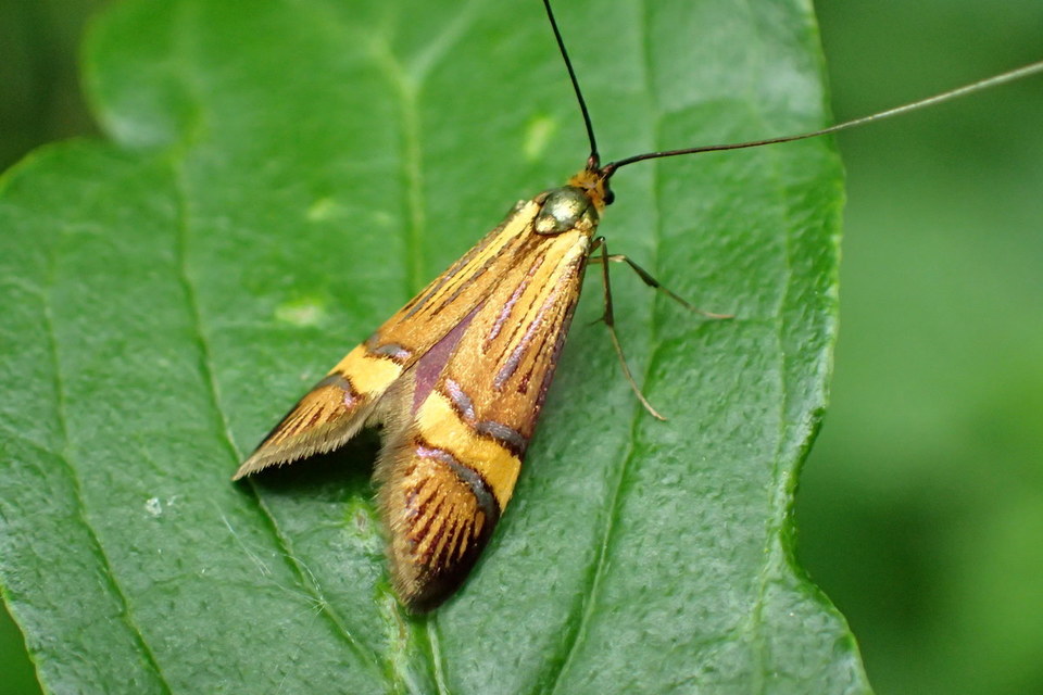 Nemophora degeerella - pompás tőrösmoly