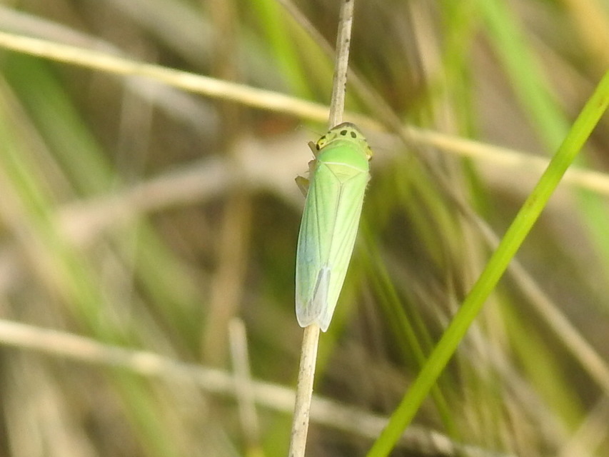 Cicadella viridis - méregzöld kabóca