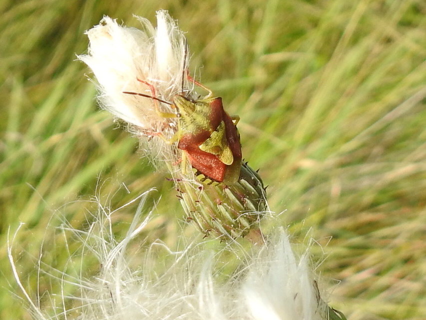 Carpocoris