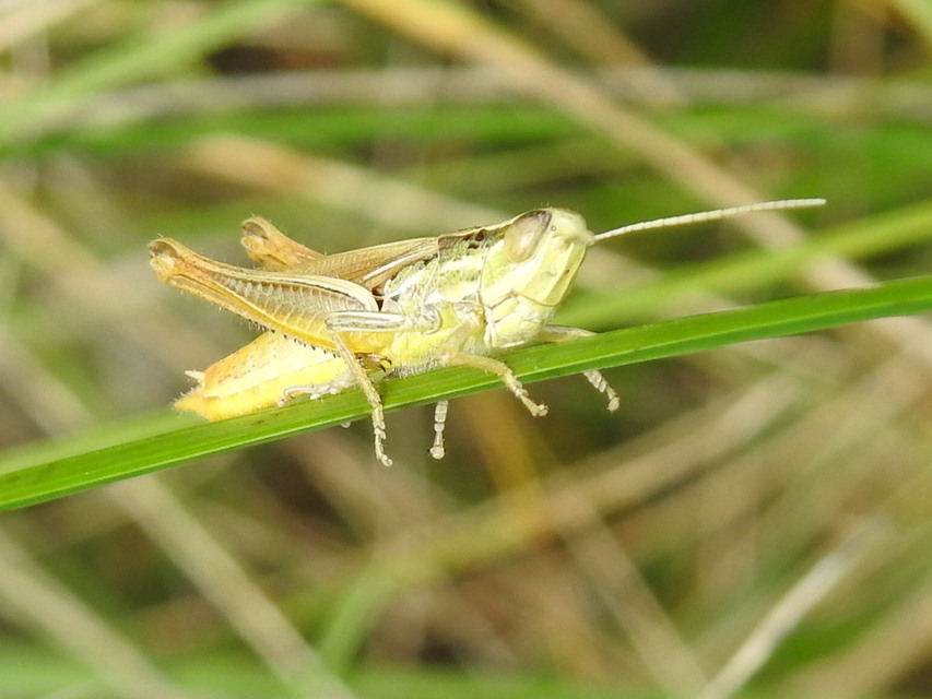 Euchorthippus declivus - rövidszárnyú rétisáska