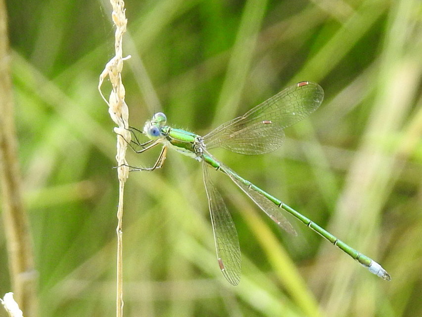 Lestes virens vestalis - kis rablószitakötő