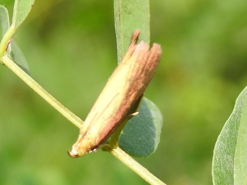 Oncocera semirubella - lucernamoly