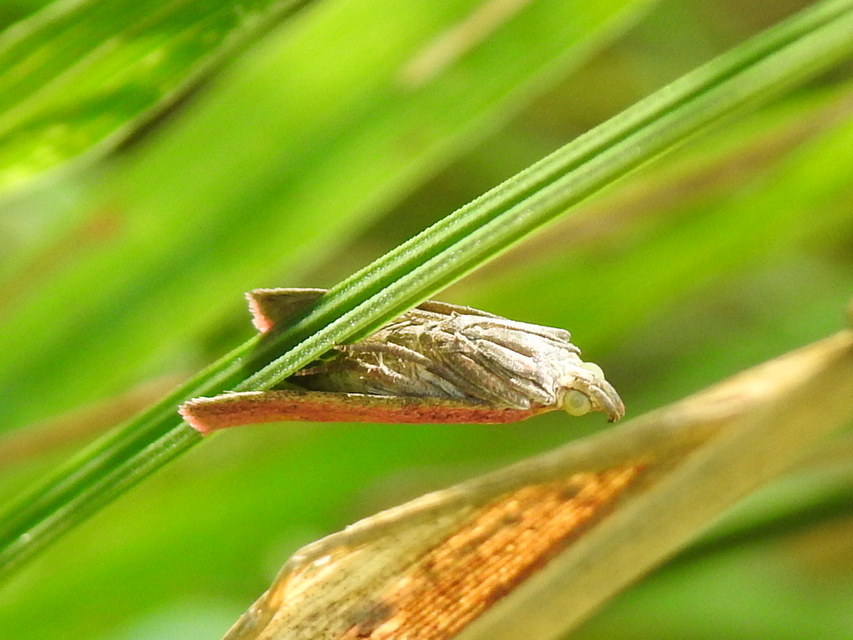 Oncocera semirubella - lucernamoly