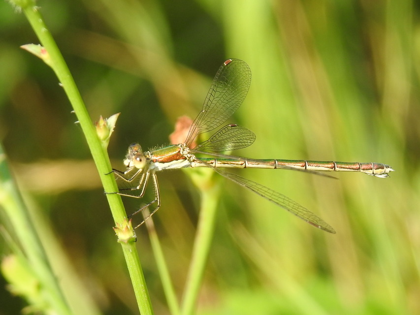 Lestes virens vestalis - kis rablószitakötő