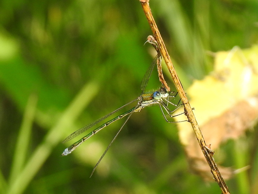 Lestes virens vestalis - kis rablószitakötő