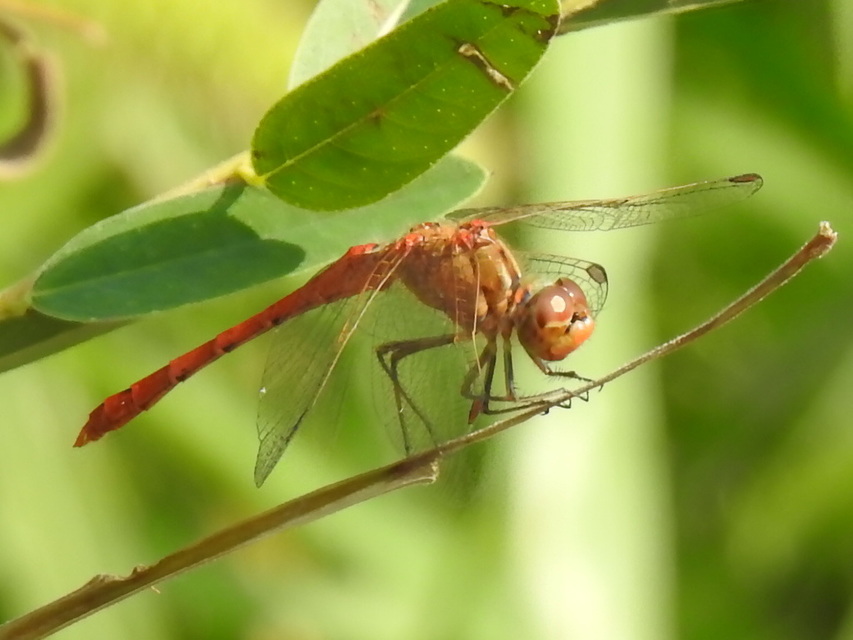 Sympetrum meridionale - fakó katona-szitakötő