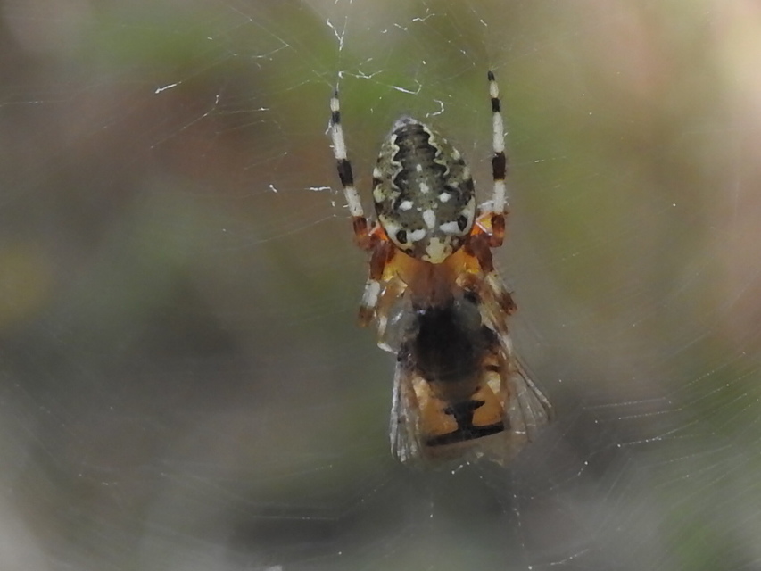 Araneus quadratus - négyes keresztespók