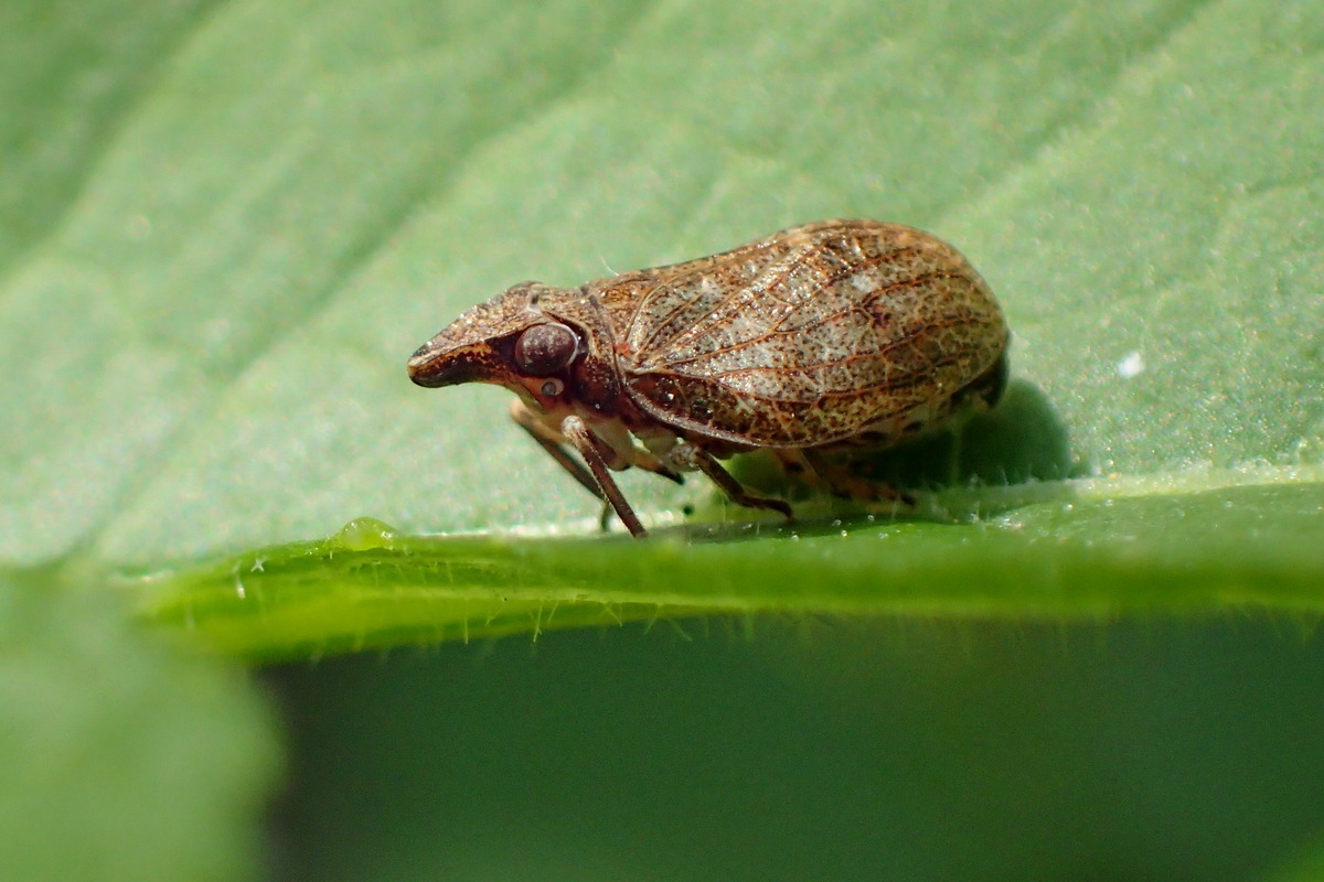 Mycterodus cuniceps