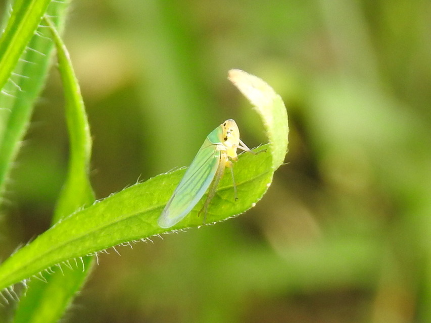 Cicadella viridis - méregzöld kabóca