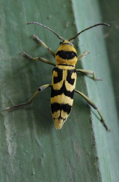 Chlorophorus varius - díszes darázscincér