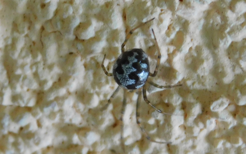 Steatoda triangulosa - háromszöges faggyúpók