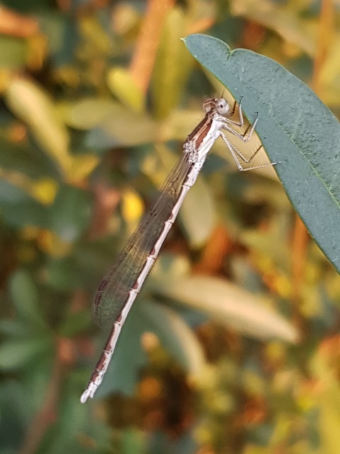 Sympecma fusca - téli rablószitakötő