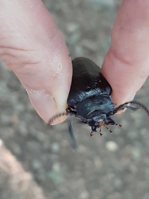 Prionus coriarius - csőszcincér